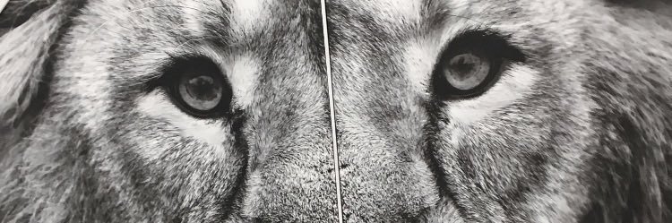 buK. ♛ banner
