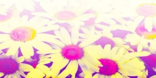 sassychia's profile banner image