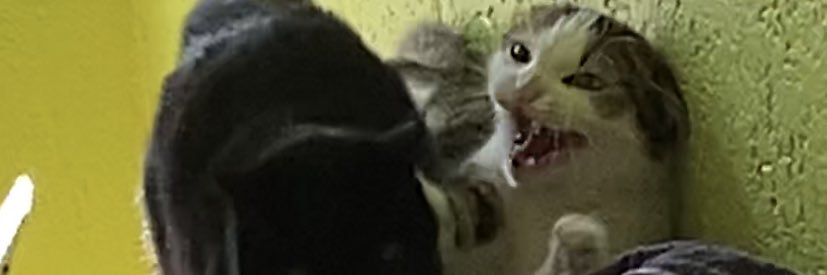 NCMDY's profile banner image