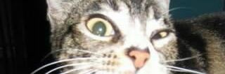 stowawaybear's profile banner image