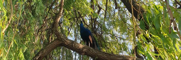 fmacfo Profile Banner