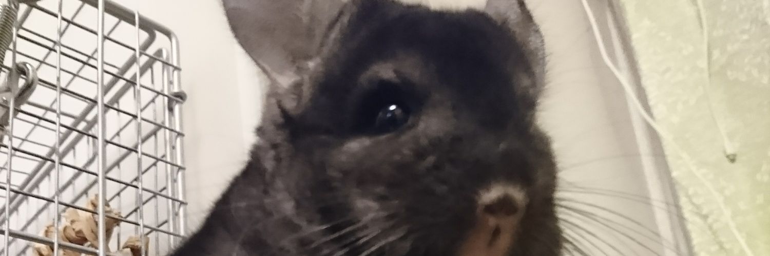 Coude_Querido's profile banner image