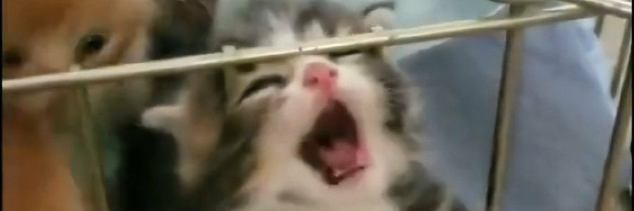 cocacococrunch's profile banner image