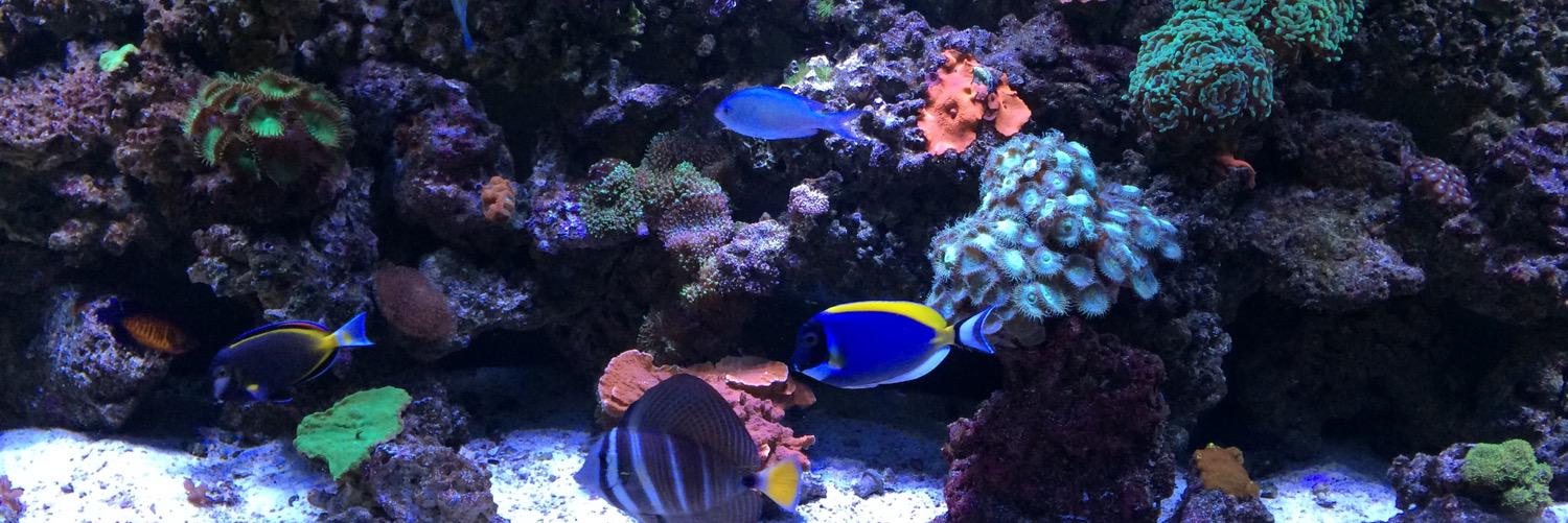 Terry Bricker banner