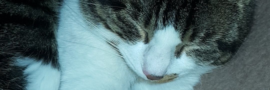 Marynusss's profile banner image