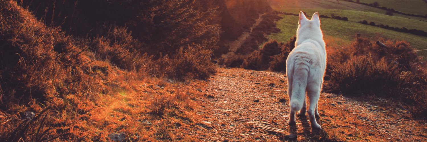 Amanda Flannery banner