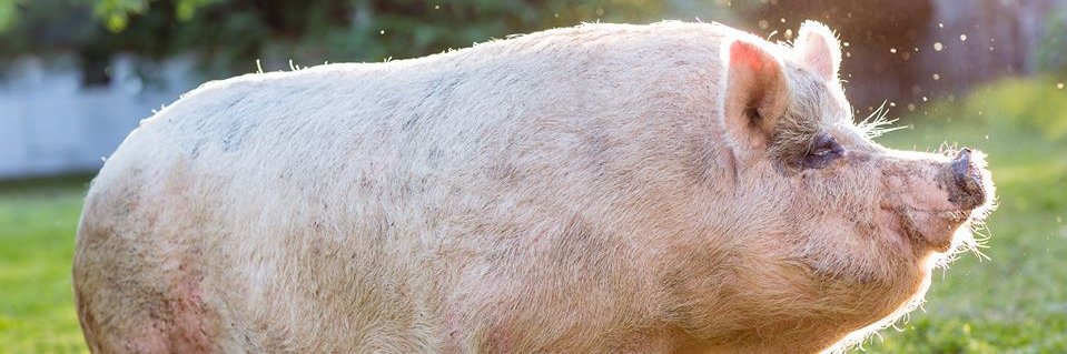 ImagineVegan's profile banner image