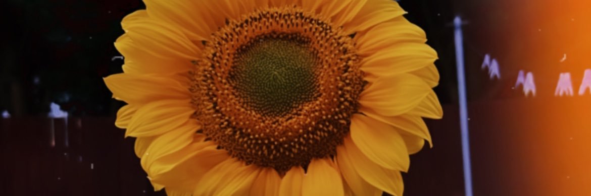 EmersonRose0's profile banner image