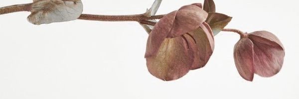 🥦 banner