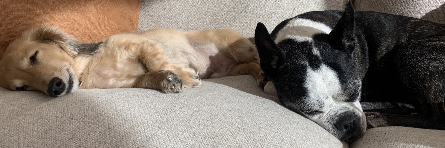 Dana Steingold banner