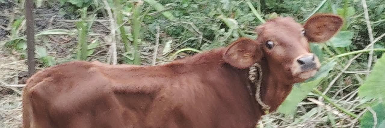 rakkatoch1's profile banner image