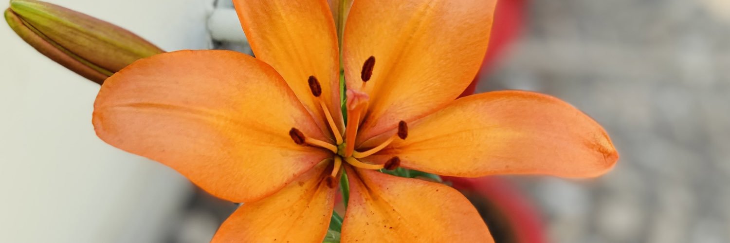 2294ayush's profile banner image