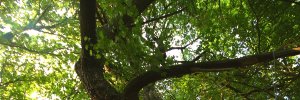 WheatGrass76's profile banner image