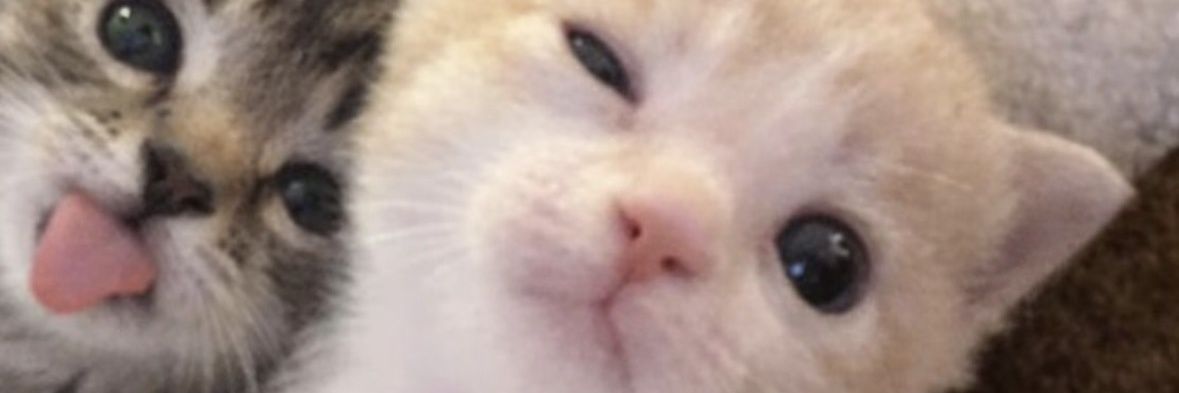 kamcutbadag's profile banner image