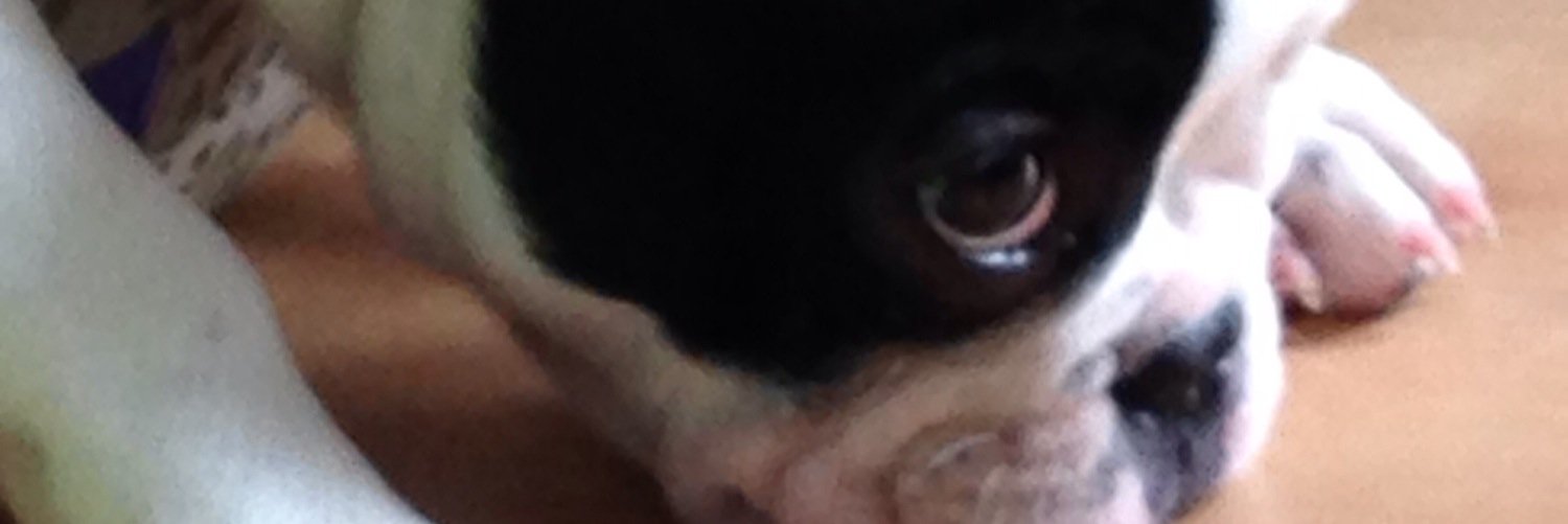 DCFrenchBulldog's profile banner image