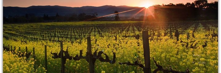 FloodWine's profile banner image