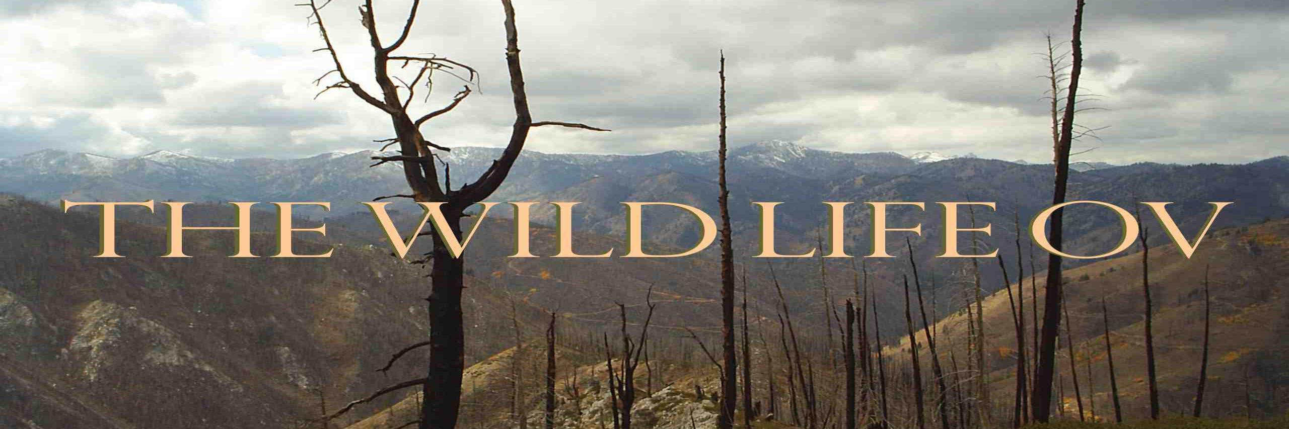 TheWildLifeOV's profile banner image