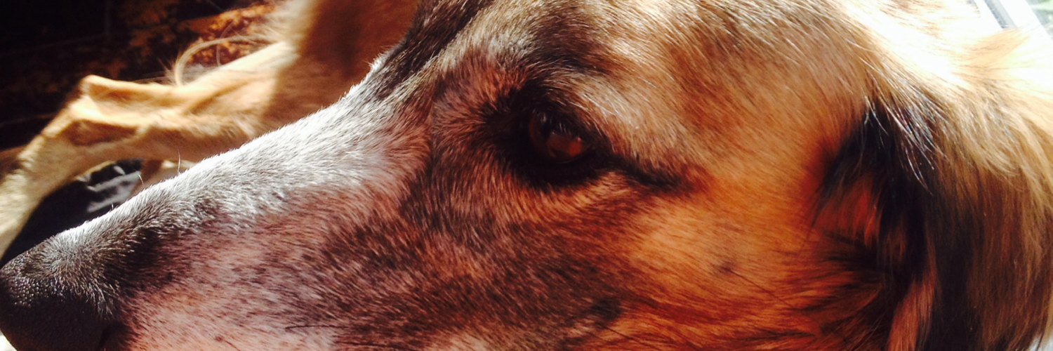 CollingridgeFox's profile banner image