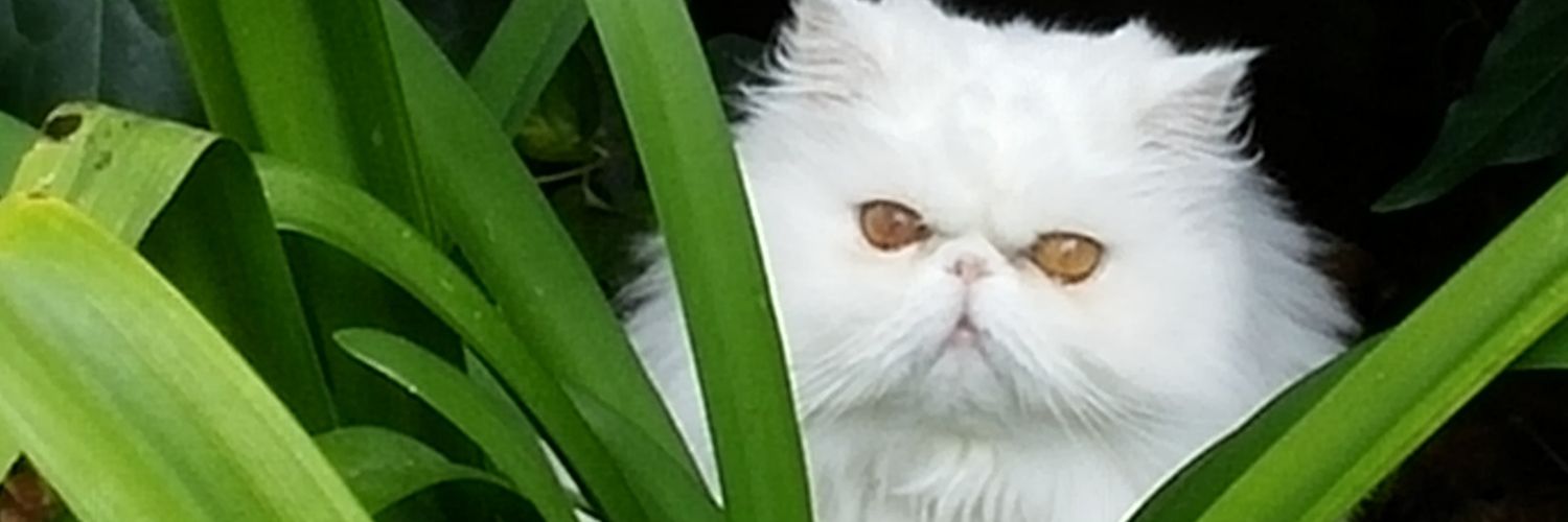 Silwer24's profile banner image