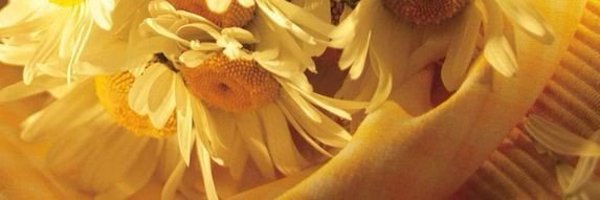 congriuty Profile Banner