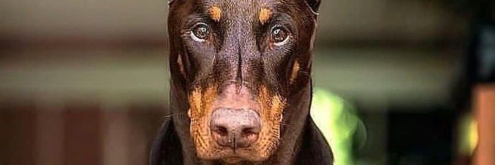 Samuelbhuko's profile banner image