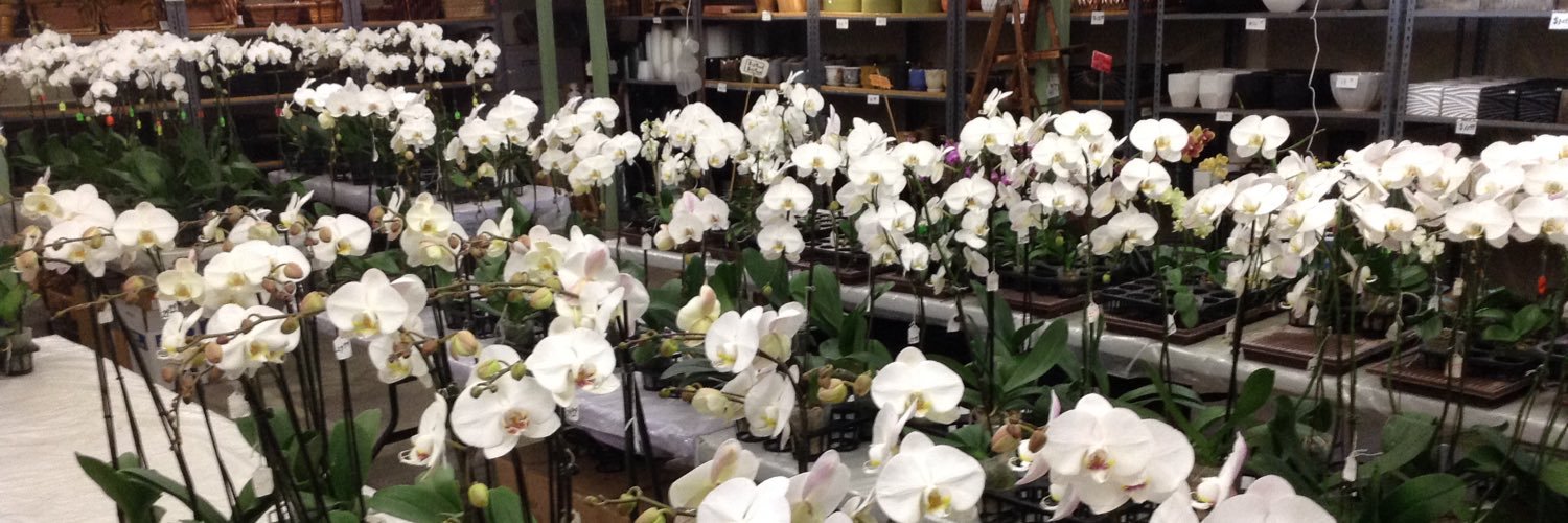 pac8orchids's profile banner image