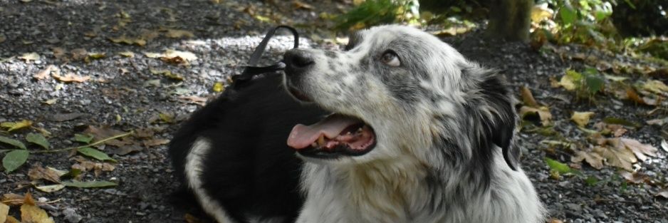 Fi banner