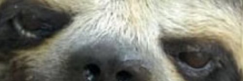 larythesloth banner