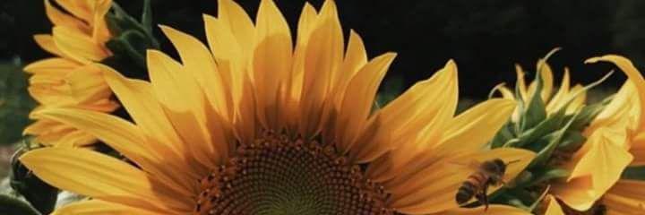 Pearl Mashego banner