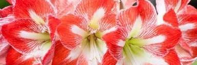 Flavia_lima02's profile banner image