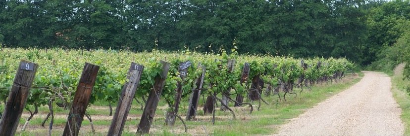 VFVineyards's profile banner image