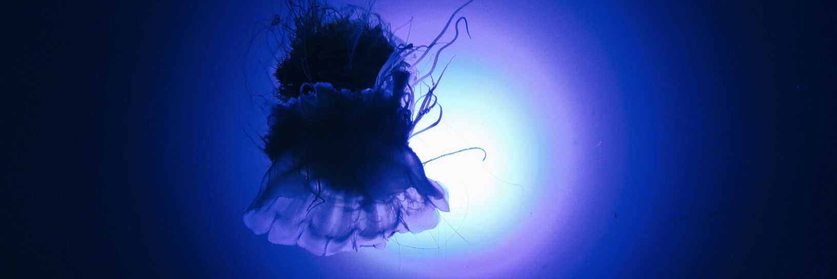 廊下ちゃん banner