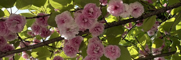 rachoa71 Profile Banner