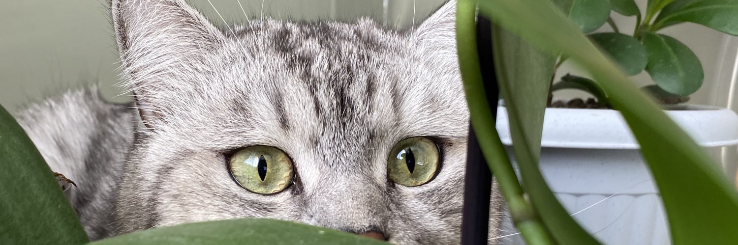morsevermss's profile banner image