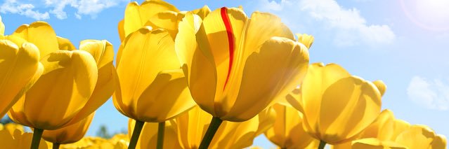 Alicia Grison banner