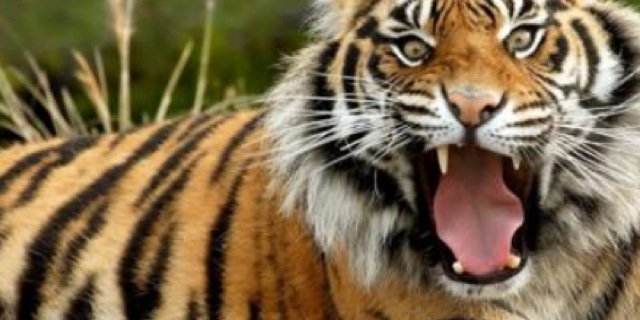DHHSFOCKEY15's profile banner image