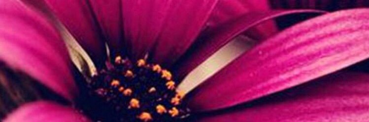 XoxoCate's profile banner image