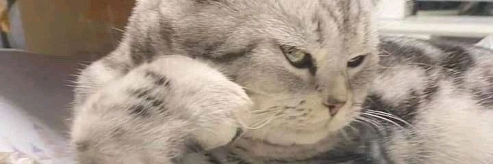 Tigleex's profile banner image
