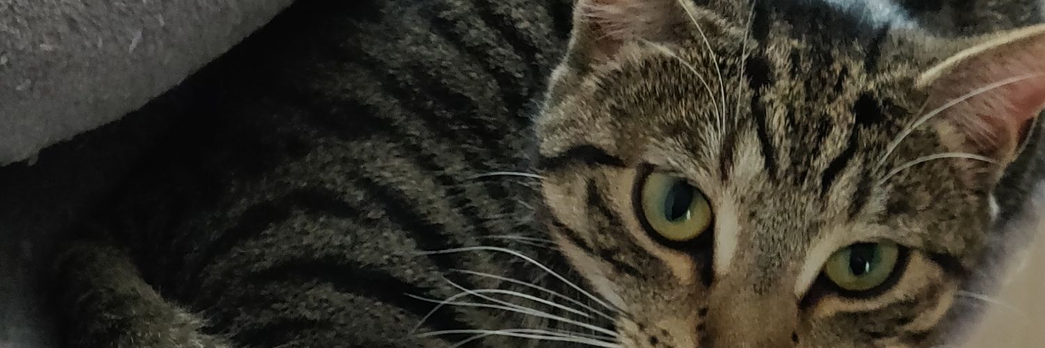 Ashley Cassidy banner