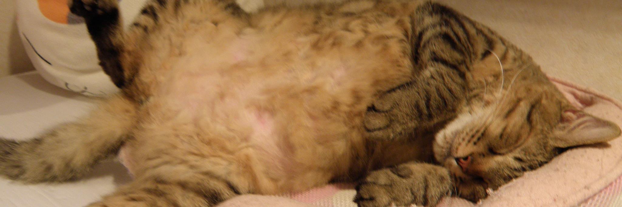 catcafe_nyancy's profile banner image