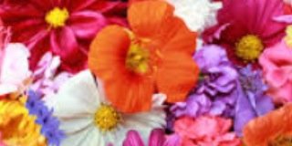 LilacApril's profile banner image