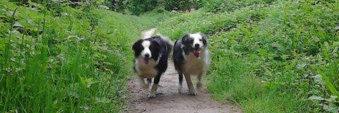 William Oriordan banner