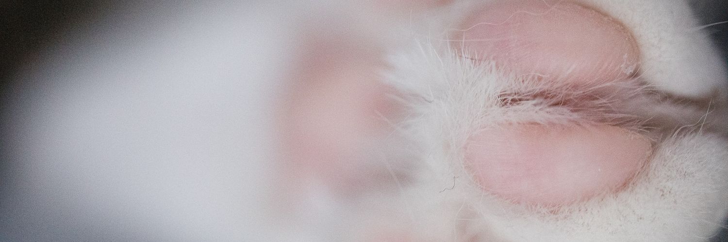 kamilaglinka's profile banner image