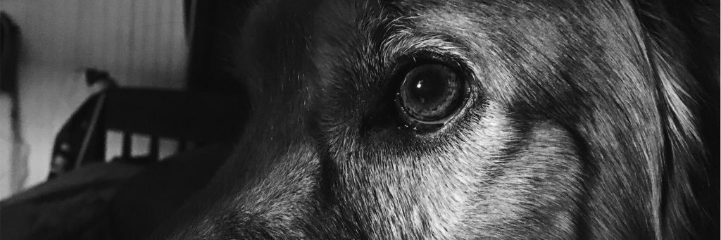ashleyrochee's profile banner image