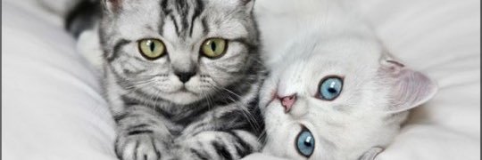 italkaboutlarry's profile banner image