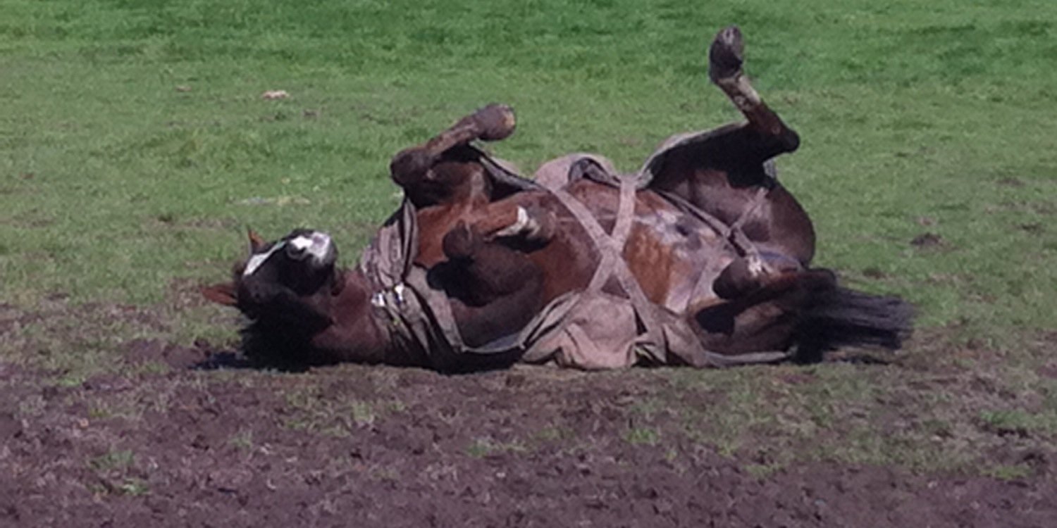 MrEricEquine's profile banner image