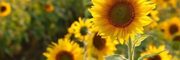 brisa_420's profile banner image