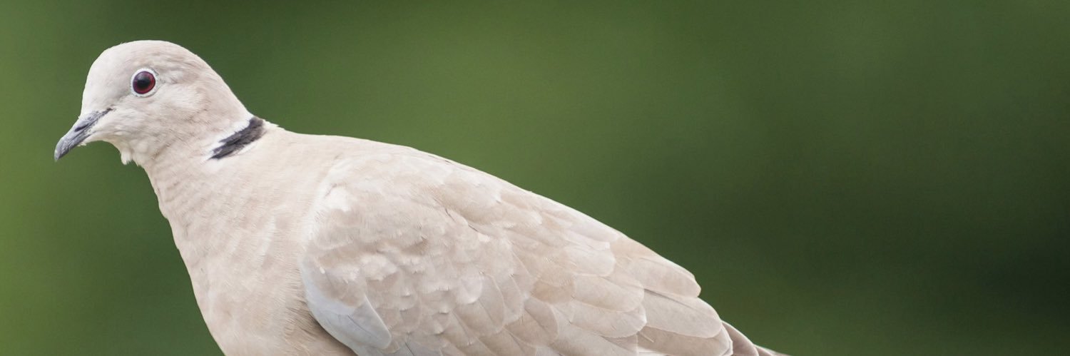 thecollareddove's profile banner image