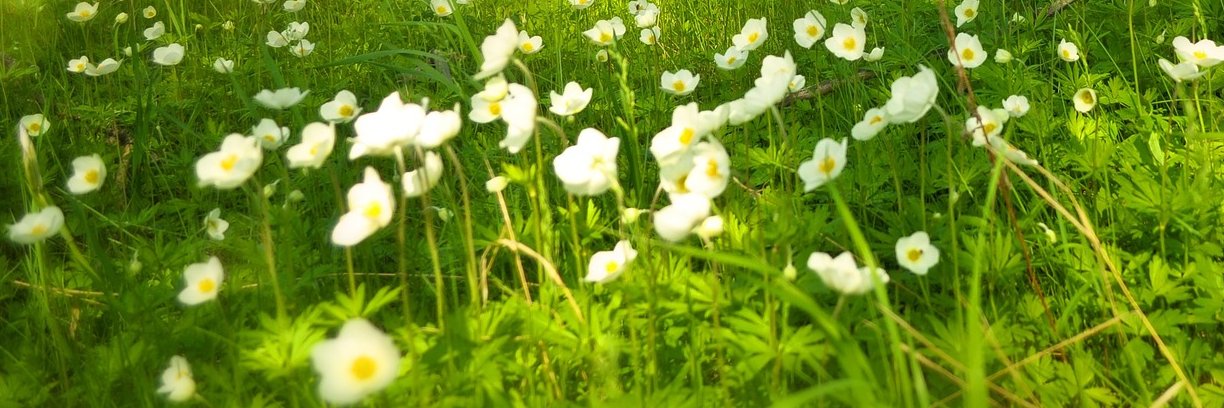 maria begoña peraza  banner