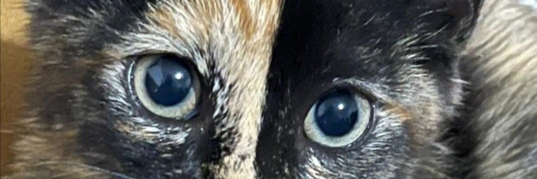 jorgehortac's profile banner image